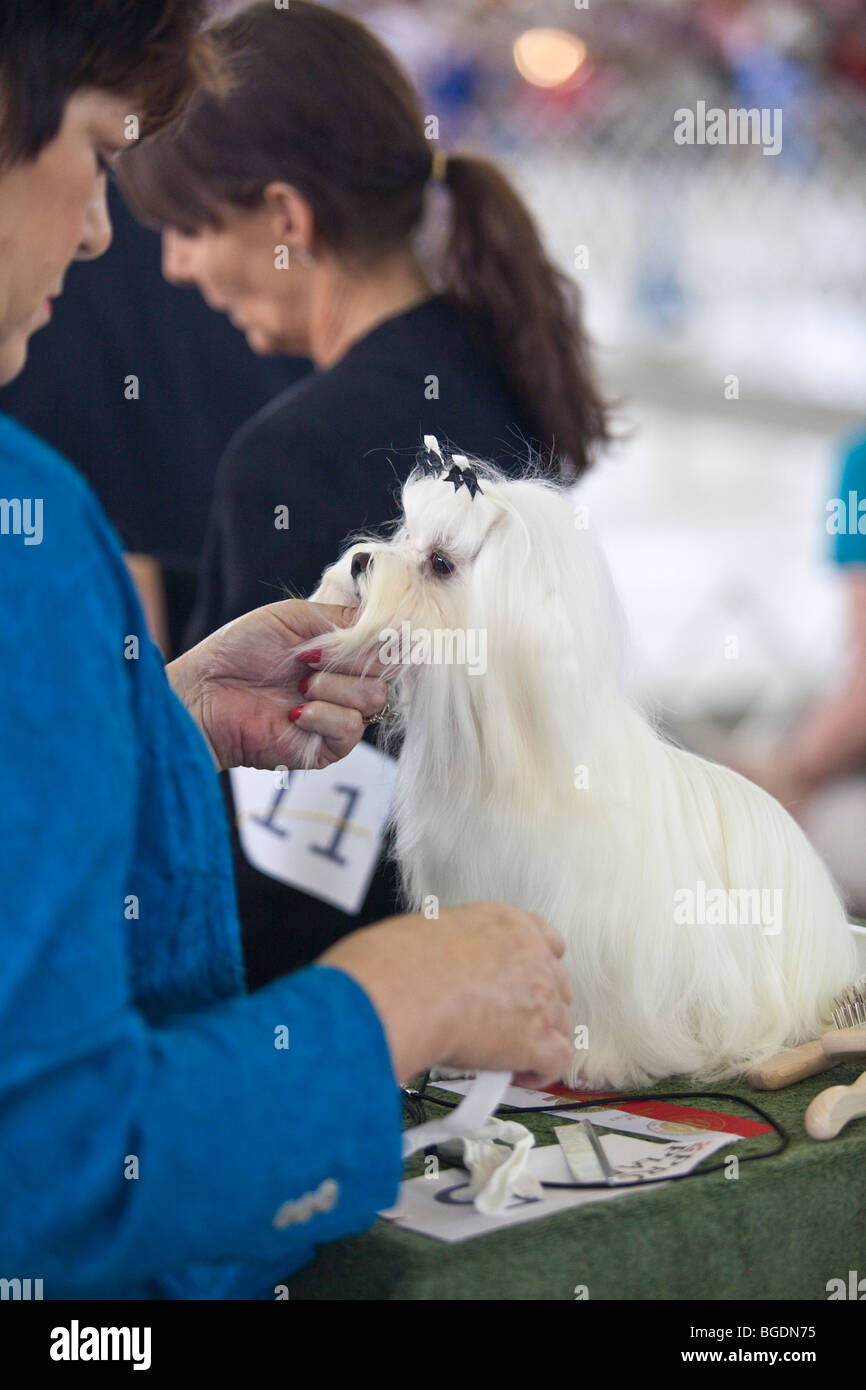 Un Maltese Terrier essendo curato dal proprietario durante un dog show in Dallas, Texas Foto Stock