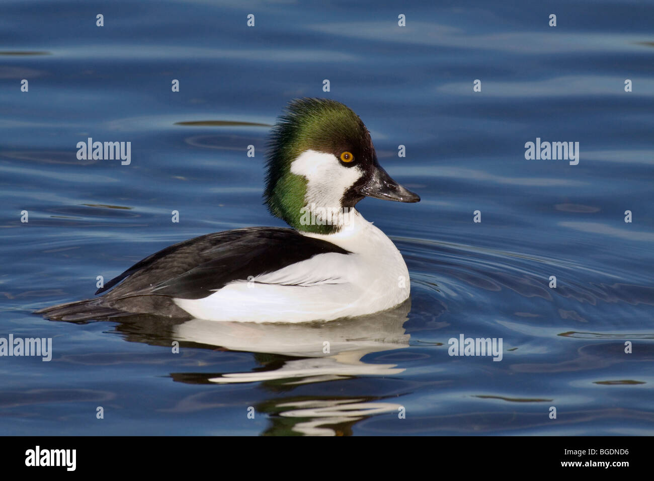 Comune di goldeneye bufflehead razza trasversale sulla laguna-Victoria, British Columbia, Canada. Foto Stock