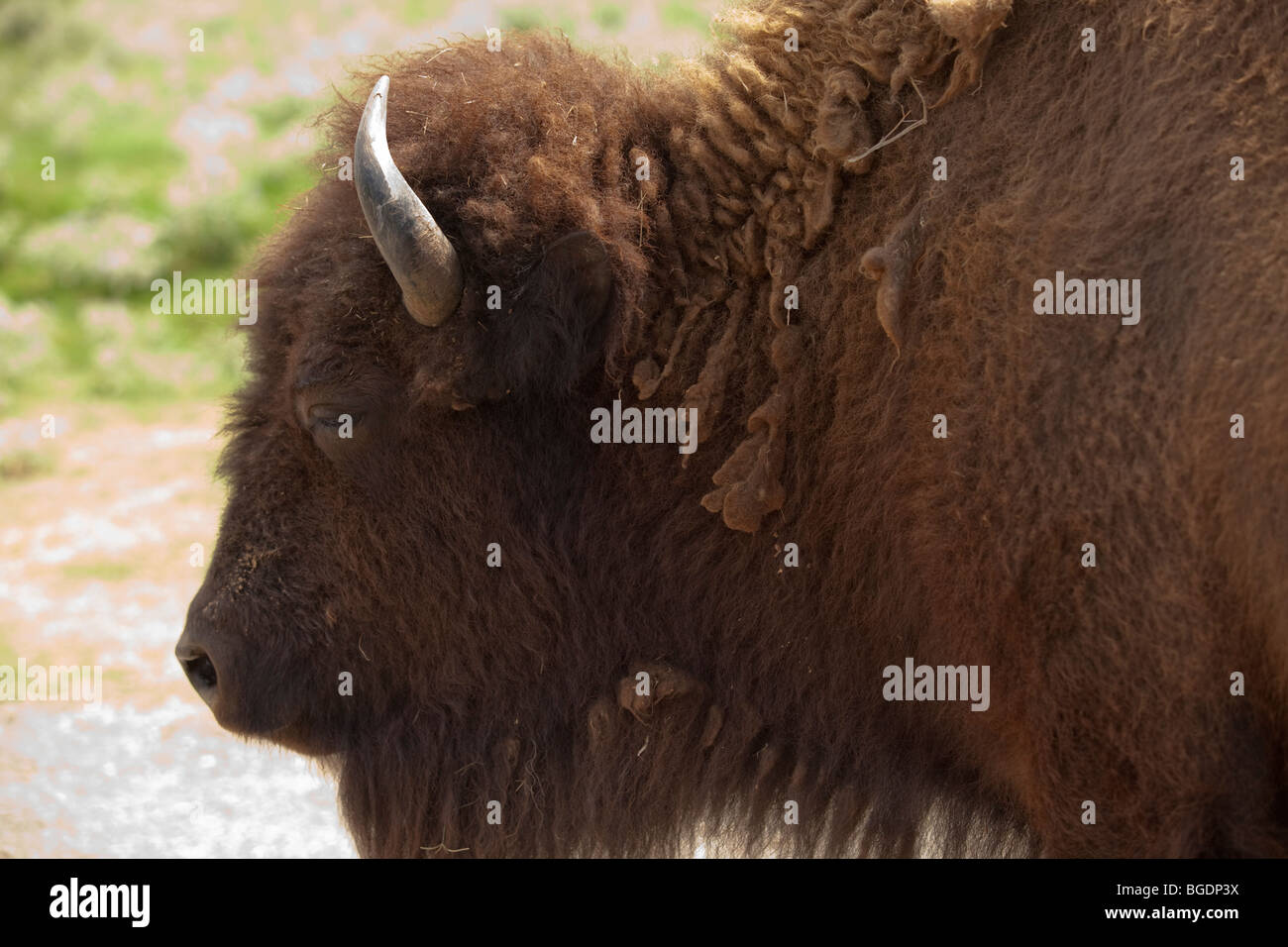 Un bisonte americano o di Buffalo, nativo per gli Stati Uniti occidentali, il roaming nel deserto Arbuckle Wildlife Park in Oklahoma Foto Stock