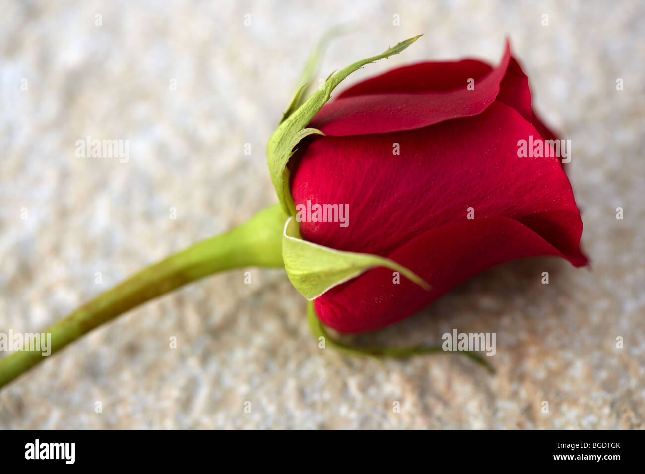 Una rosa rossa sopra il vecchio invecchiato in legno di teak, romantico amore molla metafora Foto Stock