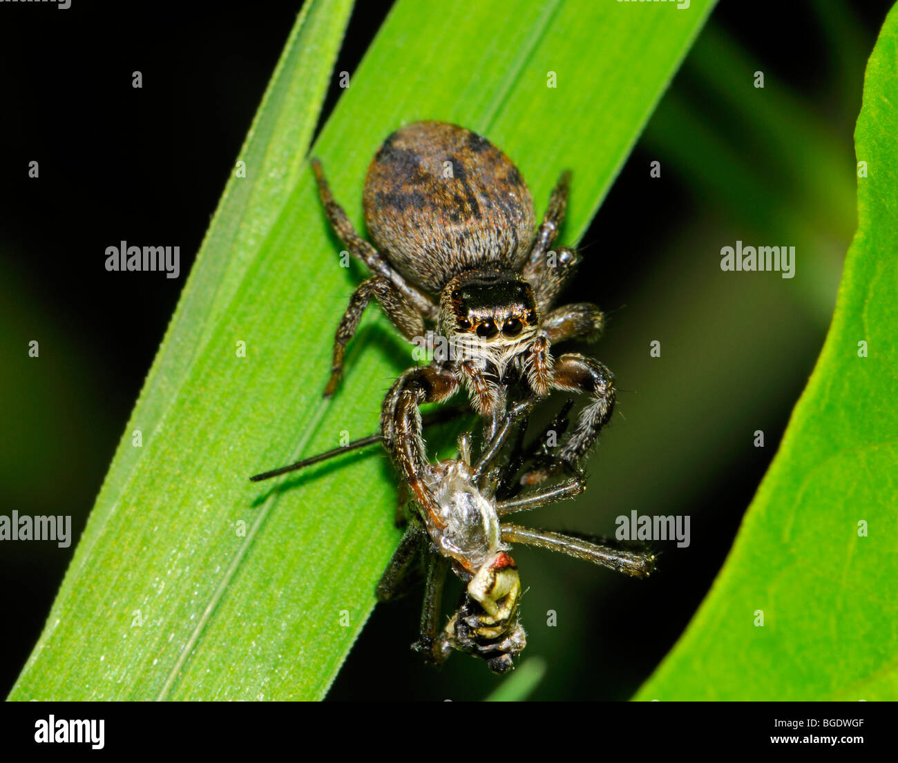 Evarcha arctua (Jumping Spider) con la preda Foto Stock