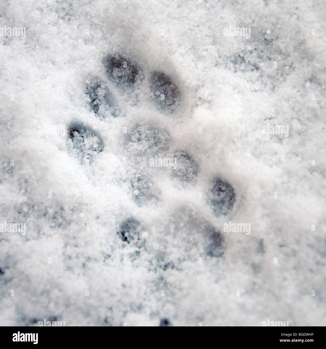 Fox paw stampe nella neve Foto Stock