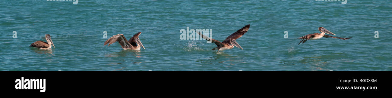 Sequenza panoramica di un singolo Brown pelican tenendo fuori dall'acqua nel Golfo del Messico nel sud-ovest della Florida Foto Stock