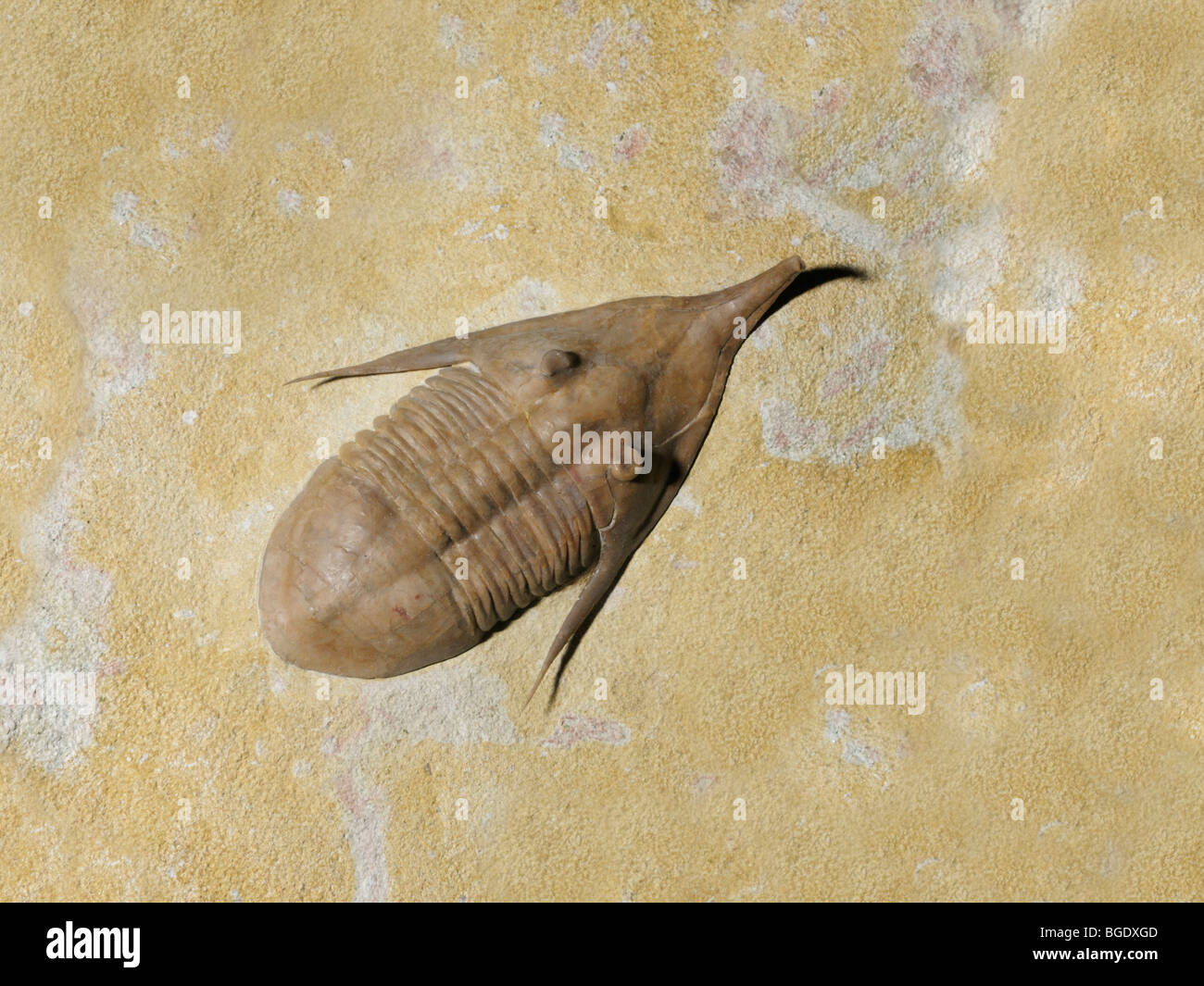 Trilobata, Megistaspidella isvositea, dal medio periodo Ordovician del Paleozoico ser Foto Stock