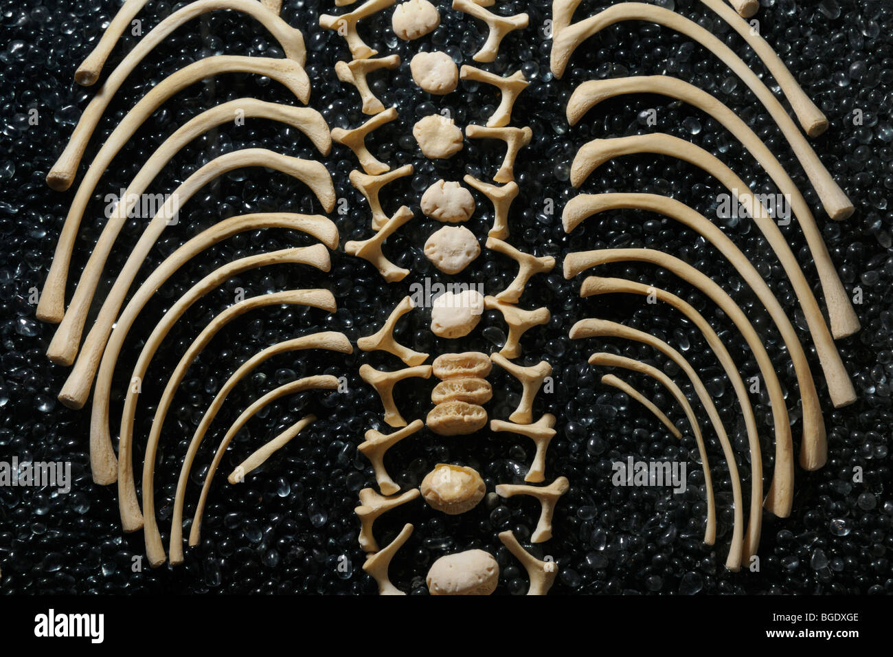 Disarticulated scheletro di un bambino che mostra la colonna vertebrale e le costole, museo Smithsonian Foto Stock
