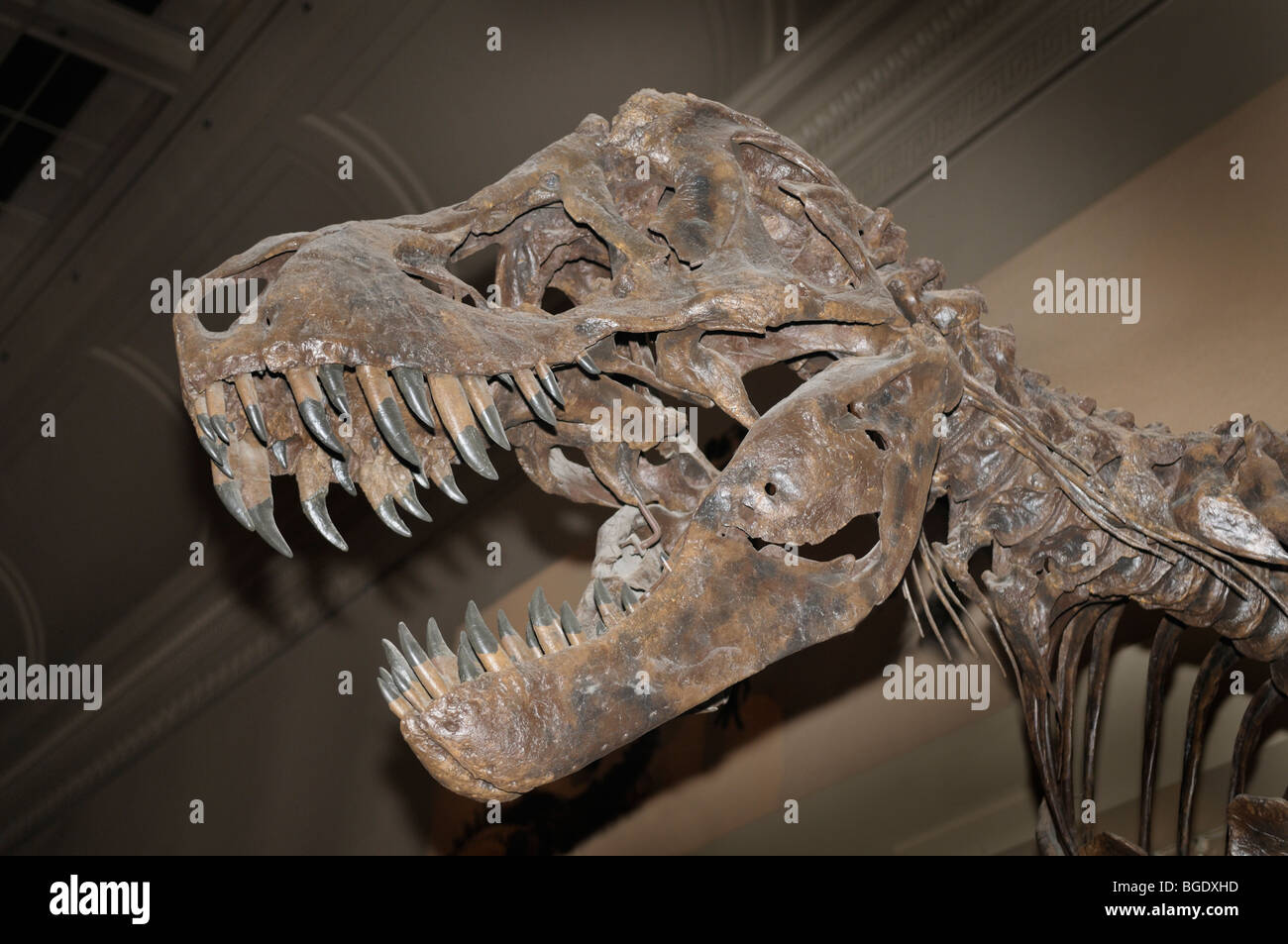 Tyrannosaurus rex skeleton del tardo Cretaceo Foto Stock