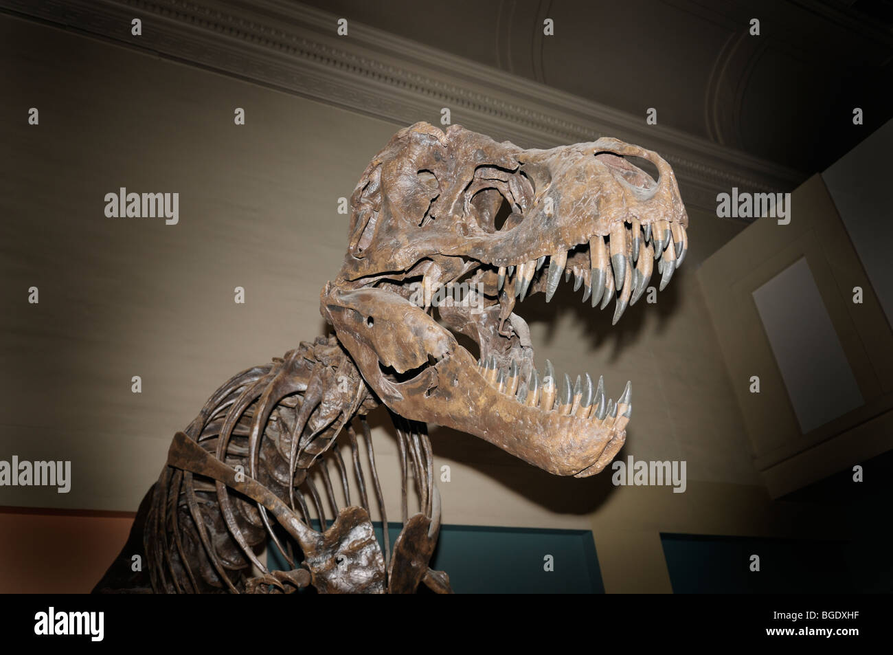 Tyrannosaurus rex skeleton del tardo Cretaceo, lo Smithsonian, il Museo di Storia Naturale Foto Stock