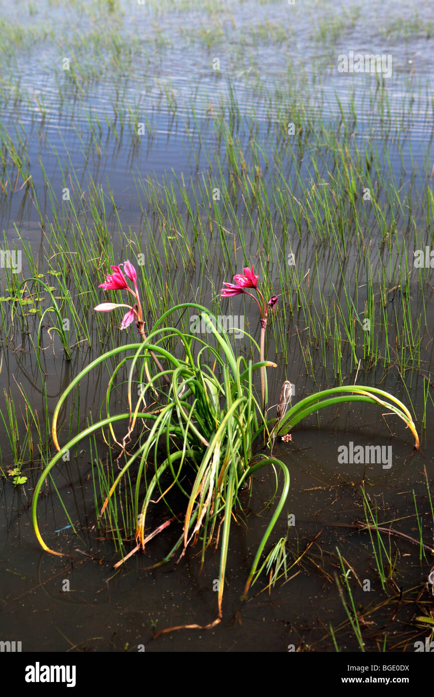 Vaal Giglio Crinum bulbispermum Foto Stock