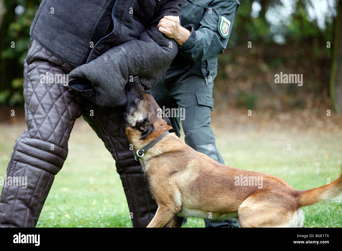 La protezione della polizia cane a training.Germania, Europa. Foto Stock