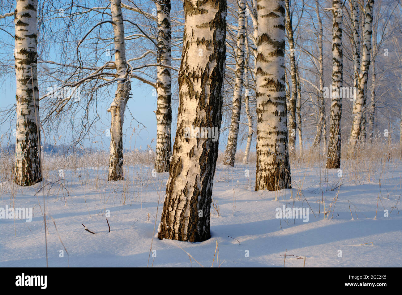 Paesaggio invernale in Estonia nei pressi di Tartu Stati Baltici UE Foto Stock