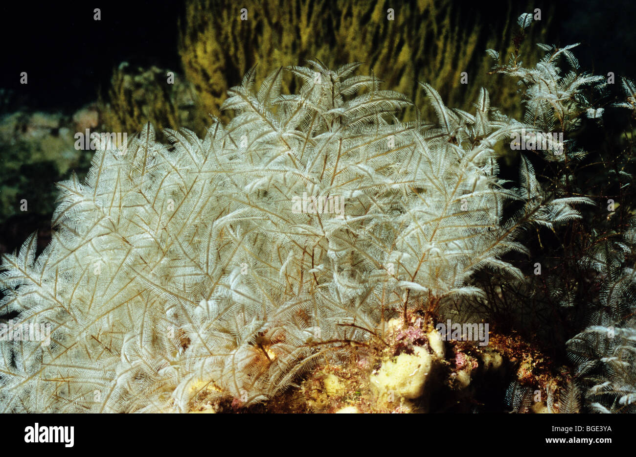 Hydroids urticante. Lytocarpus nuttingi. Vita sottomarina delle Isole Galapagos. Ecuador Foto Stock