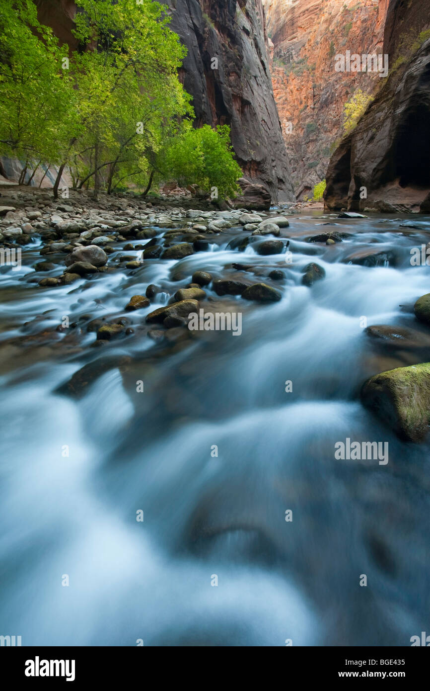 Il fiume vergine e vergine River Canyon nel Parco Nazionale di Zion, Utah, Stati Uniti d'America in autunno. Foto Stock