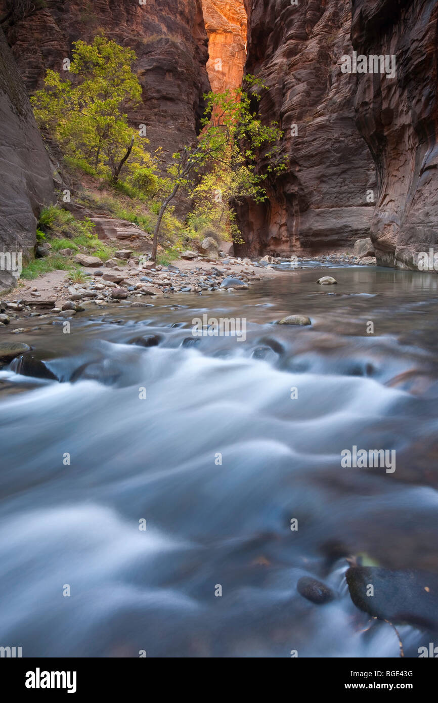 Virgin River Canyon nel Parco Nazionale di Zion, Utah, Stati Uniti d'America Foto Stock