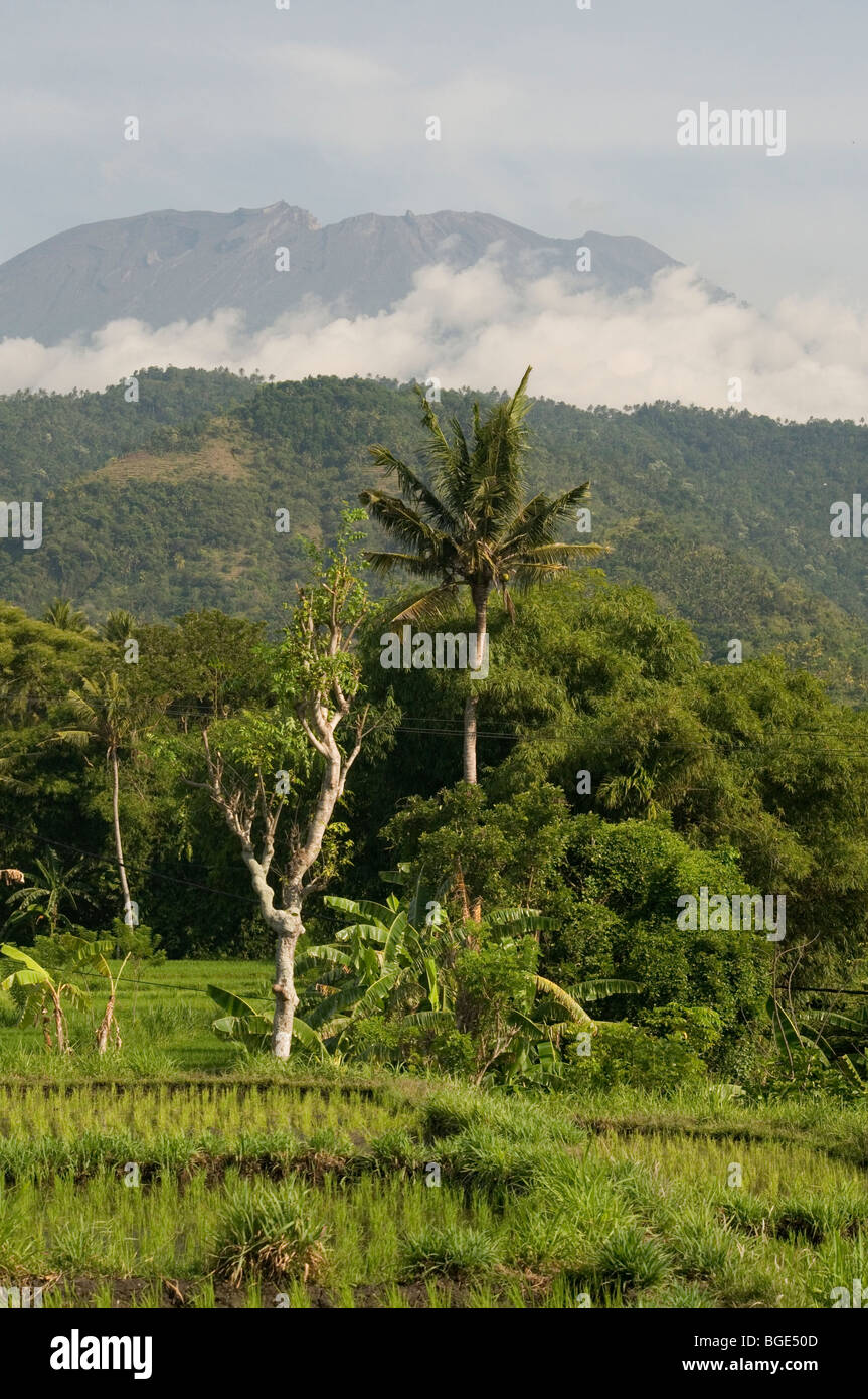 Gunung Agung attraverso i campi di riso, Bali Orientale, Indonesia Foto Stock