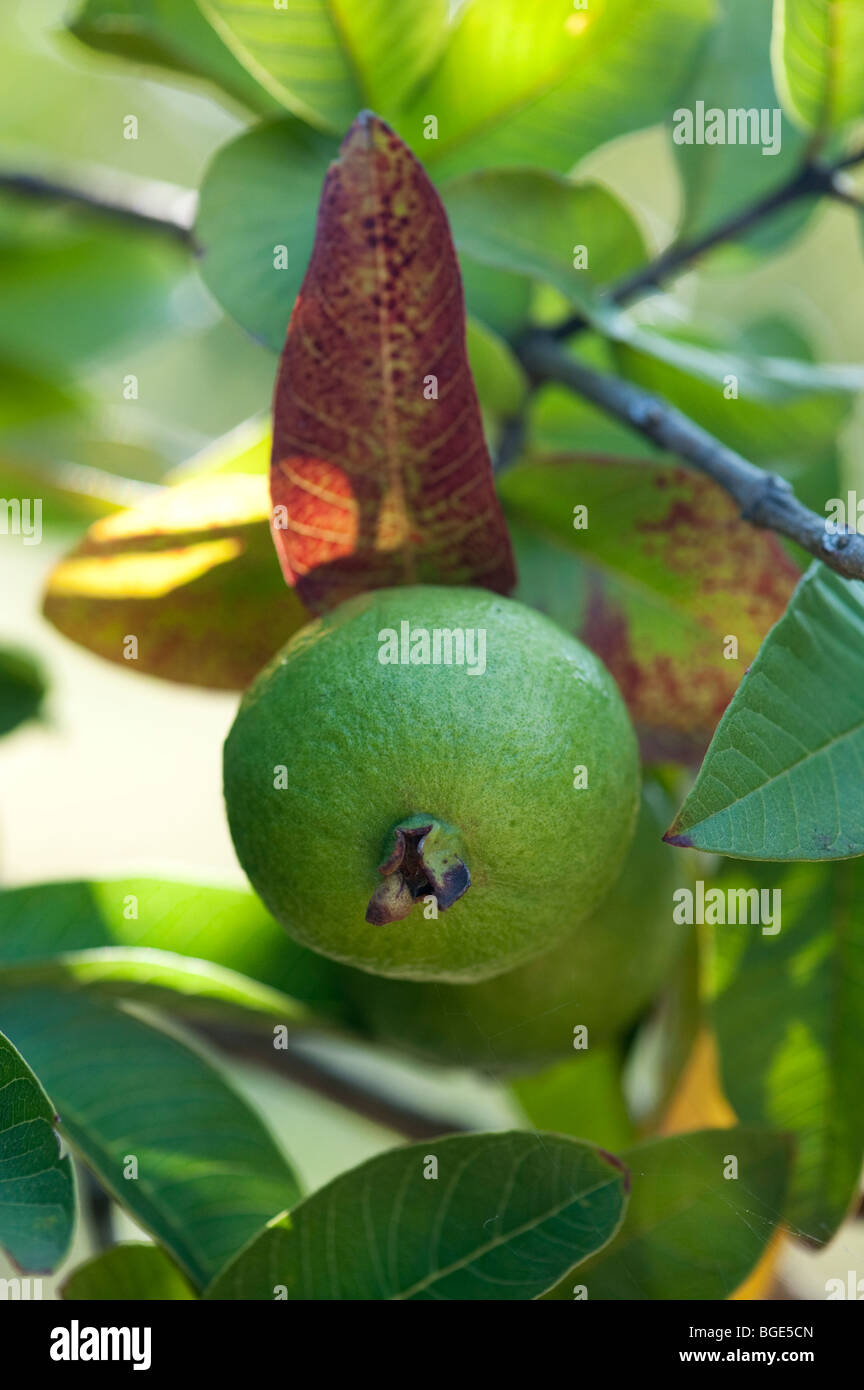 Psidium guajava. La maturazione frutto guava su un albero in India Foto Stock