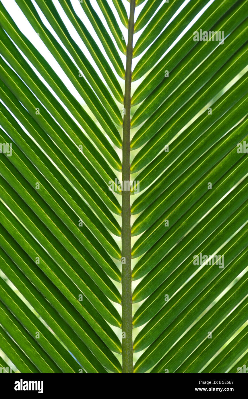 Il Cocos nucifera. Coconut Palm tree leaf pattern. India Foto Stock