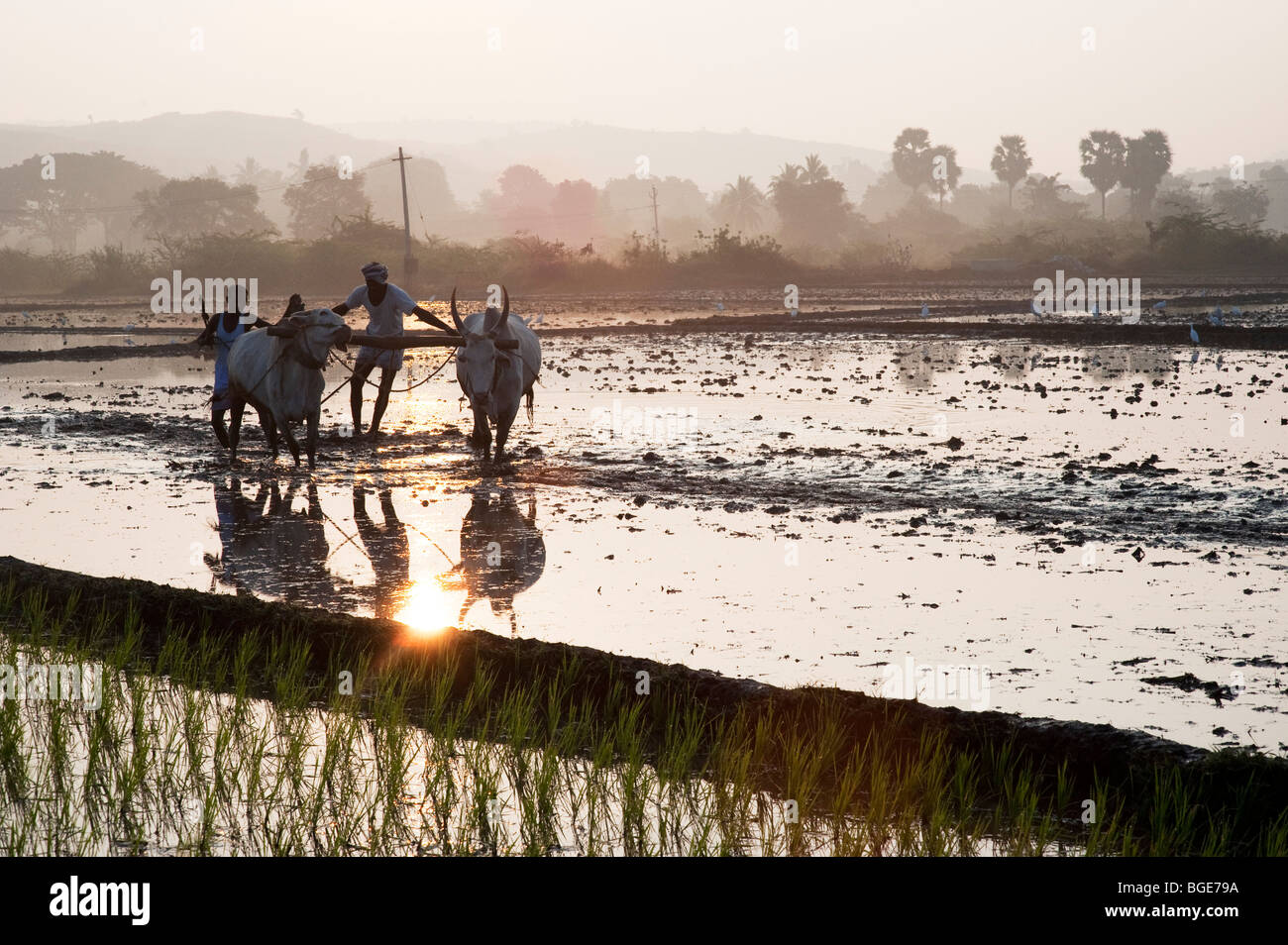 Indian agricoltore in preparazione un nuovo riso paddy campo utilizzando un aratro trainato da mucche di sunrise. Andhra Pradesh, India Foto Stock