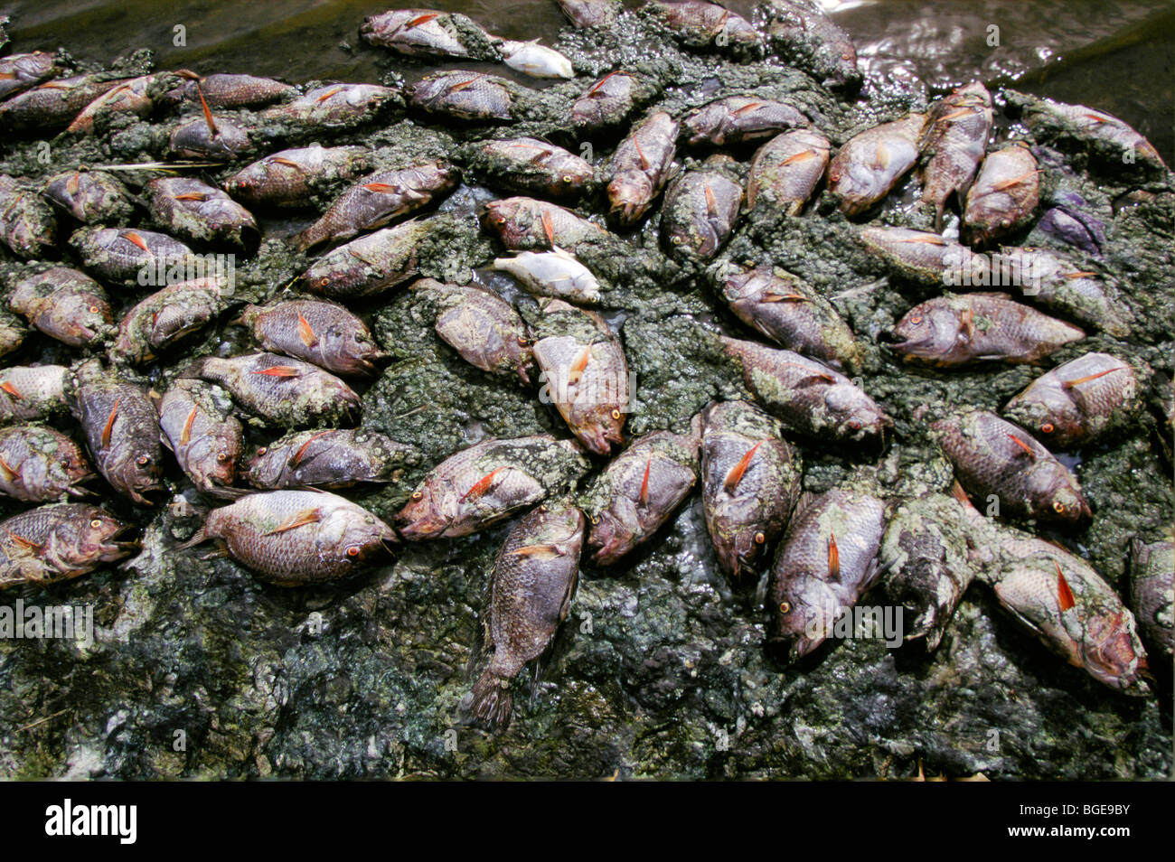 I pesci morti in Salton Sea, ucciso da bassi livelli di ossigeno a causa di inquinamento nel nuovo River Foto Stock