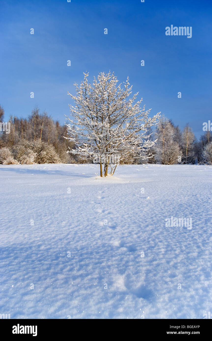 Paesaggio invernale in Estonia nei pressi di Tartu Stati Baltici UE Foto Stock