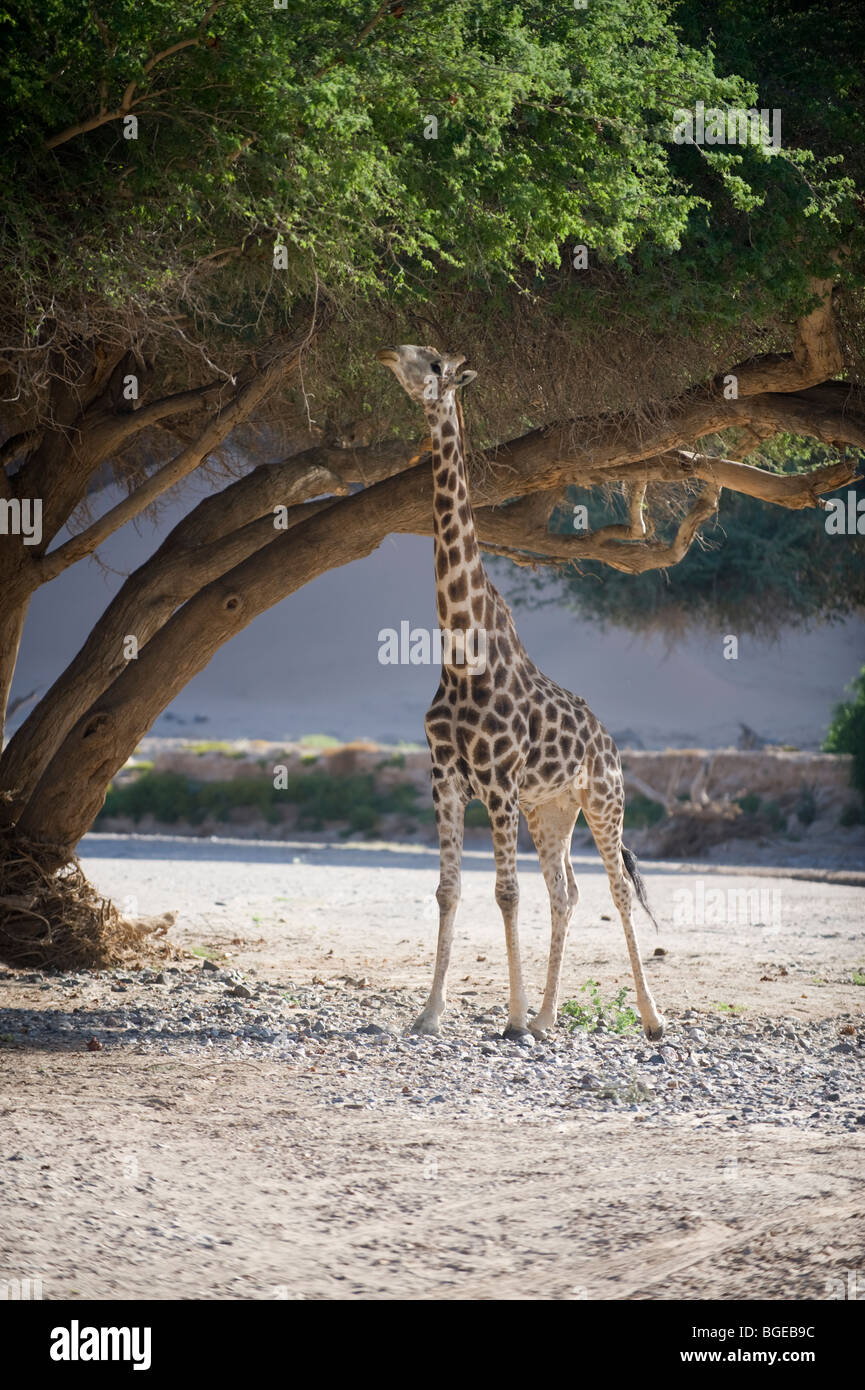 'Deserto 'Adatta' giraffe nel fiume Hoanib letto, Namibia. Foto Stock