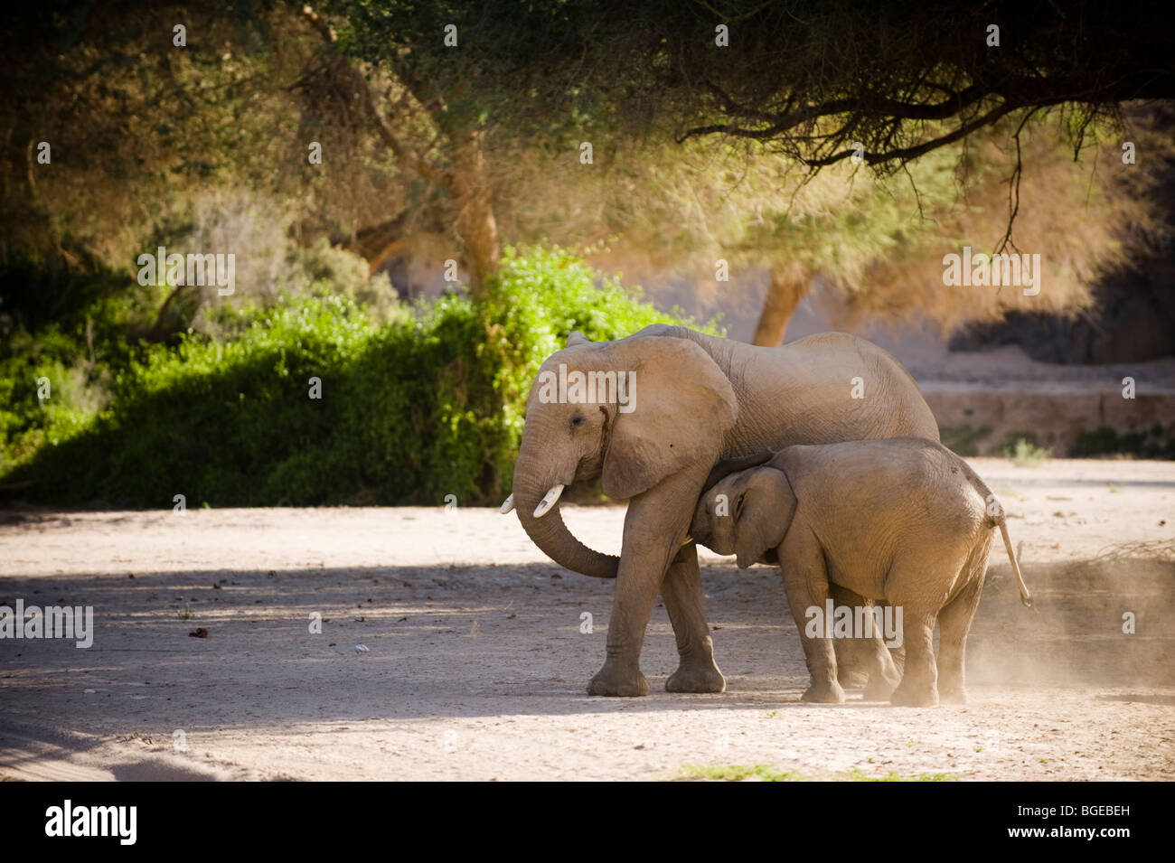 'Deserto atto' elefanti nel fiume Hoanib letto, Namibia. Foto Stock