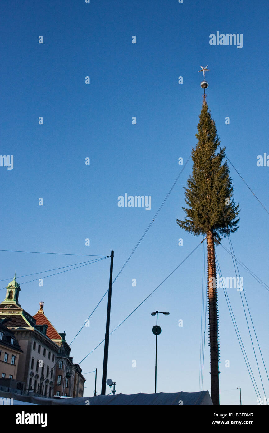 Un grande albero di Natale durante la sua impostazione in Stoccolma Svezia Foto Stock