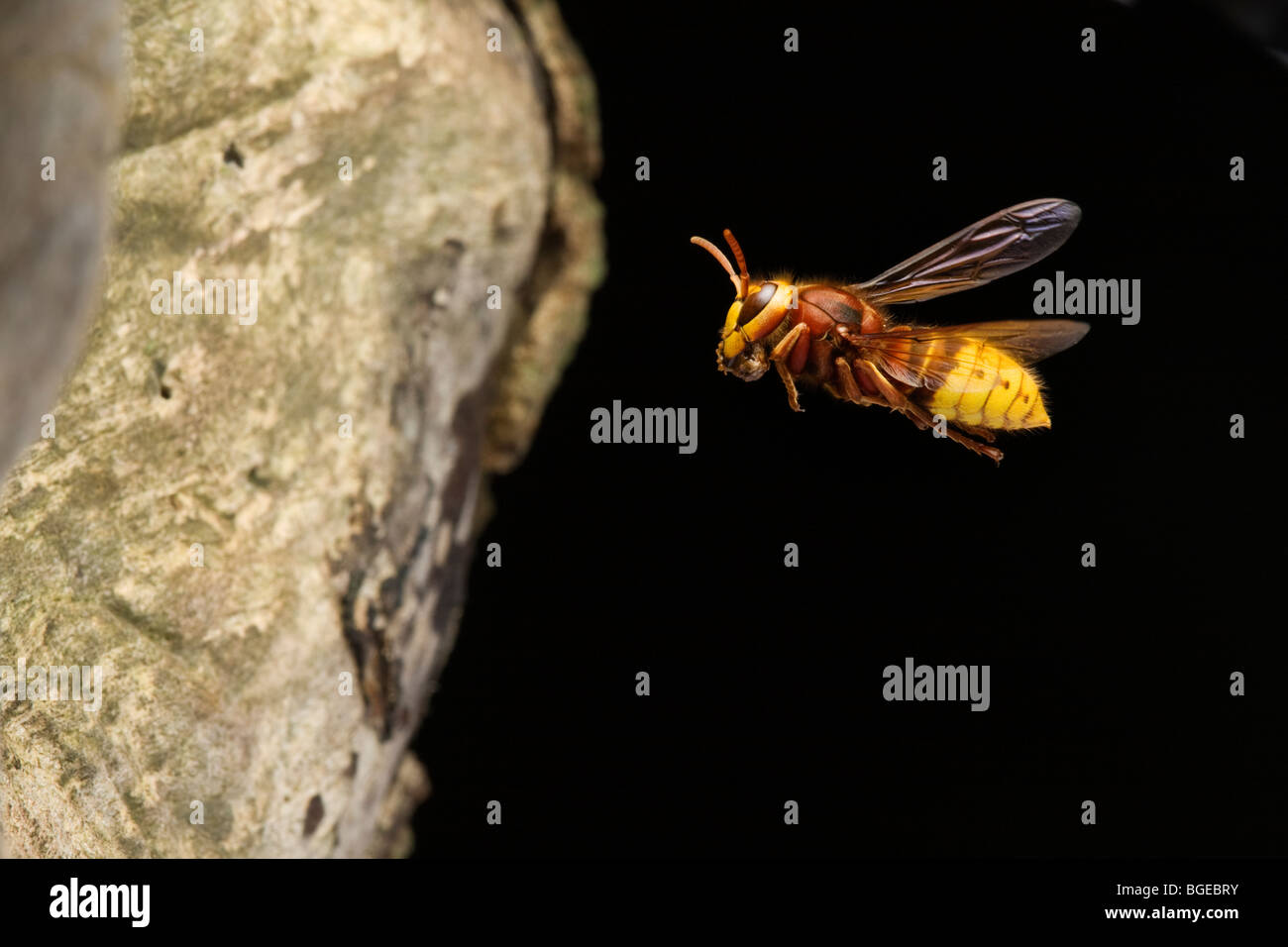 Hornet tornando al suo nido. Foto Stock