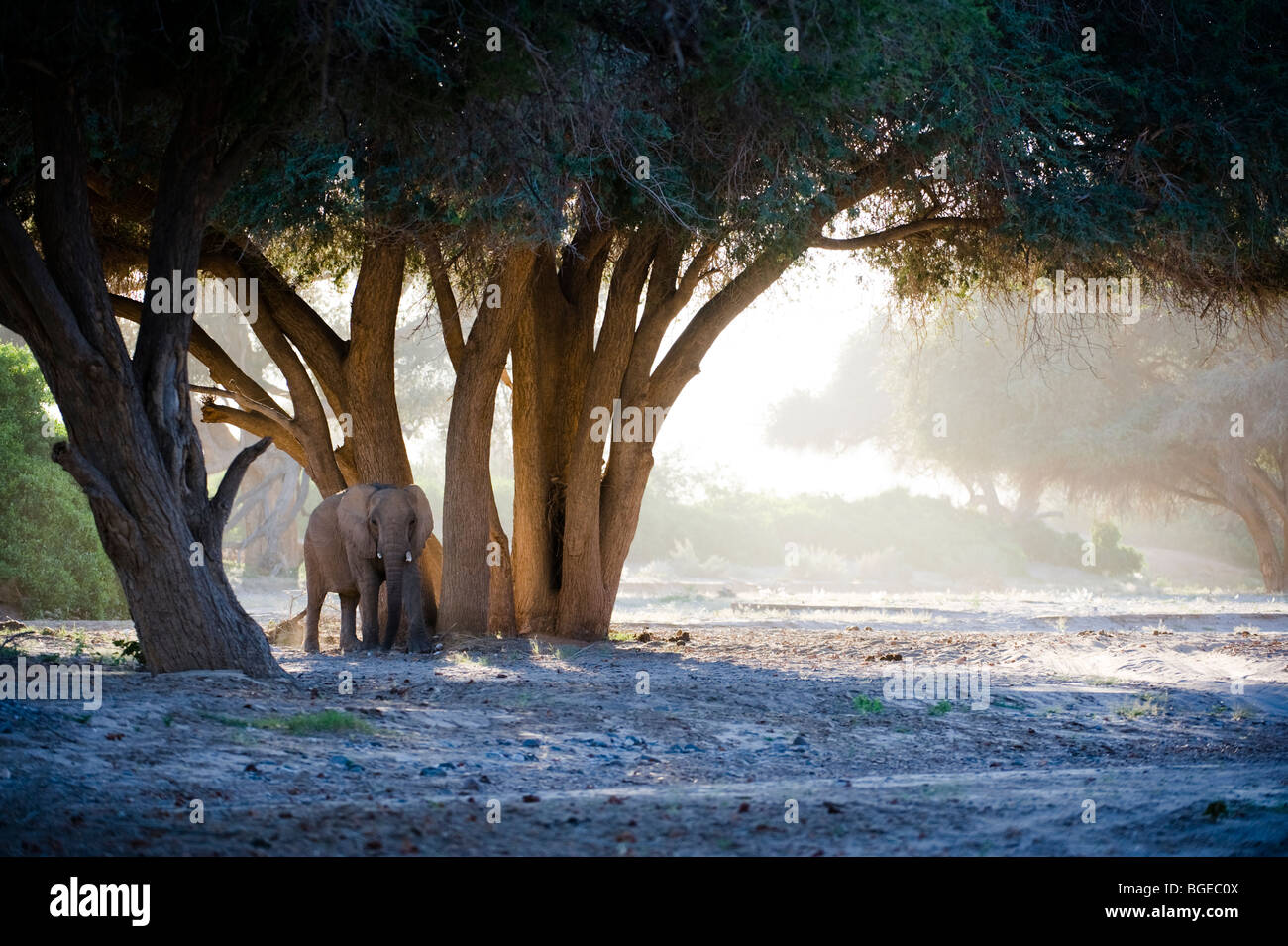 'Deserto atto' elefanti nel fiume Hoanib letto, Namibia. Foto Stock