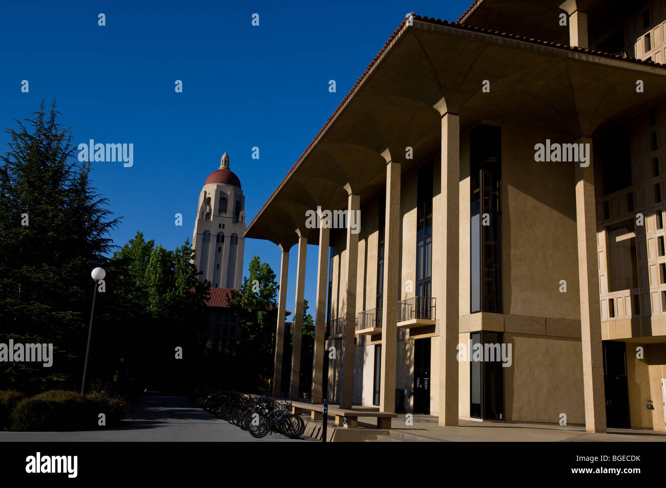 Hoover Torre sorge dietro la libreria verde presso la Stanford University in una giornata limpida con un cielo azzurro, Stanford, in California, Stati Uniti d'America. Foto Stock