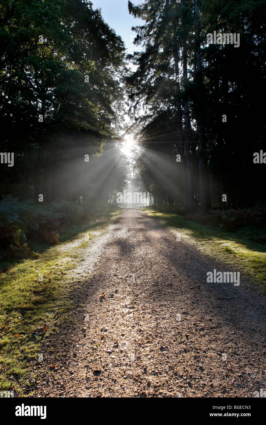 La mattina presto luce del sole che filtra attraverso i giganteschi alberi di pino al Rhinefield unità ornamentali nella nuova foresta Inghilterra Foto Stock