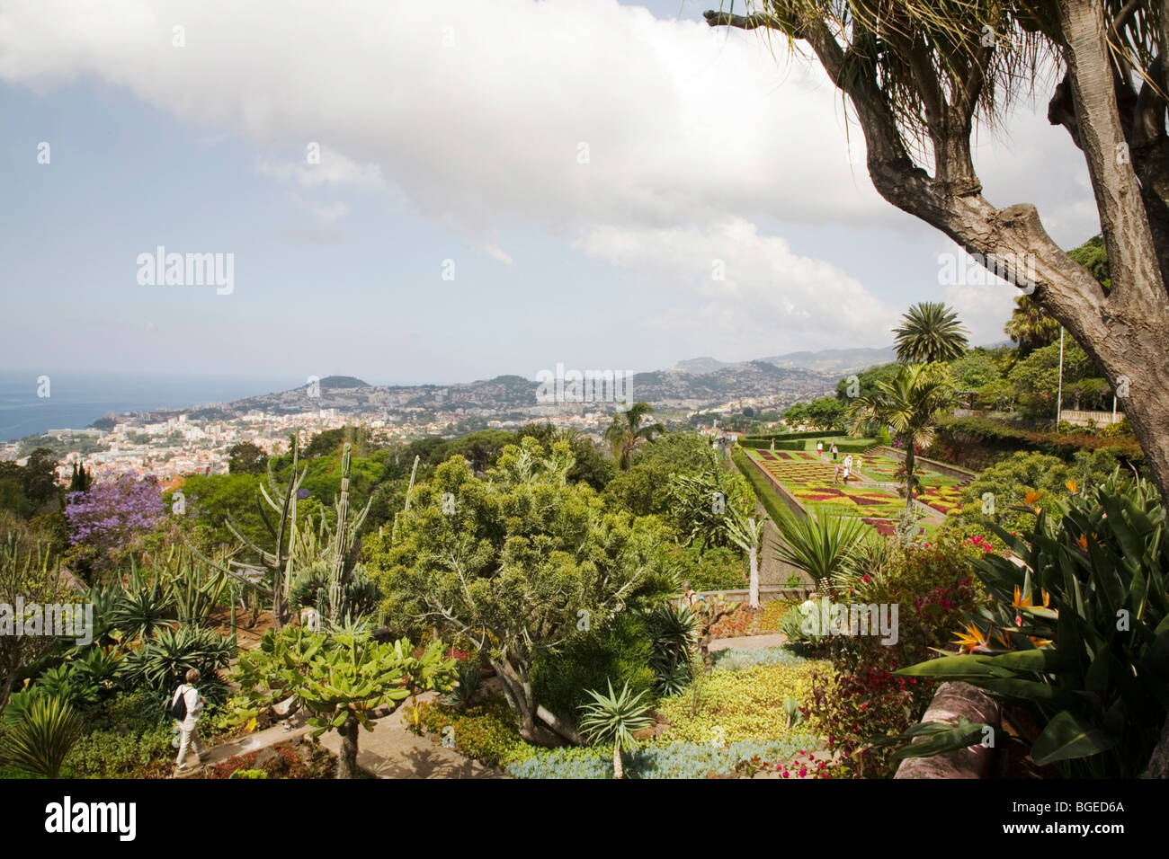 Funchal giardini botanici di Madeira. La città di Funchal può essere visto in lontananza. Foto Stock