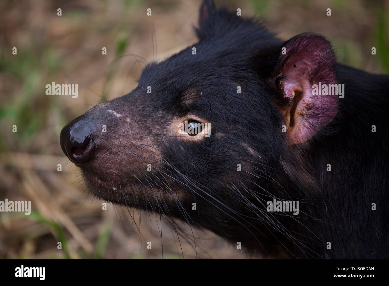 Tango, diavoli della Tasmania alla struttura di contenimento in corrispondenza di Taroona, Hobart, Tasmania Foto Stock
