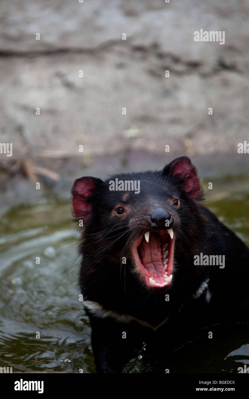 Tango, diavoli della Tasmania alla struttura di contenimento in corrispondenza di Taroona, Hobart, Tasmania Foto Stock
