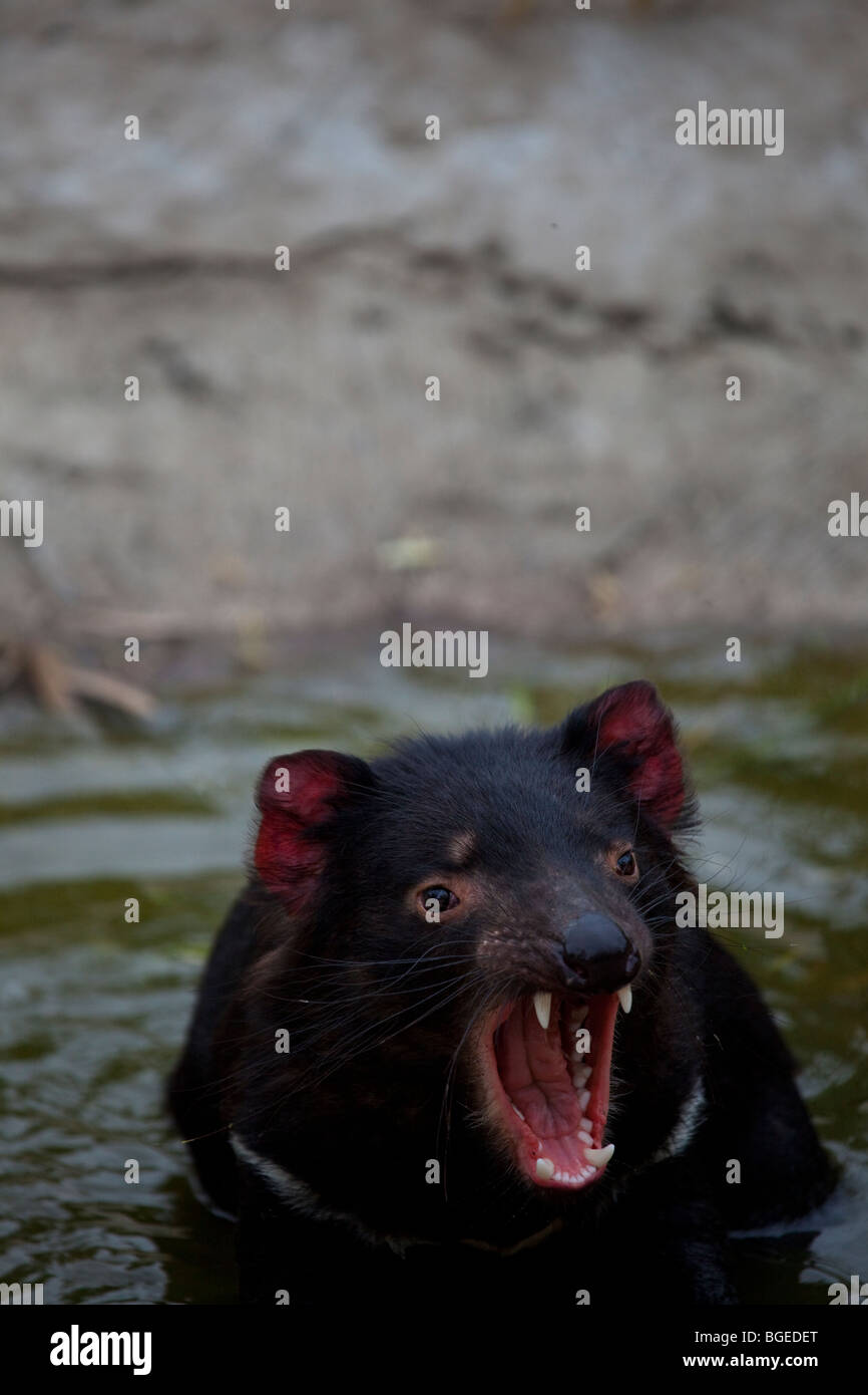 Tango, diavoli della Tasmania alla struttura di contenimento in corrispondenza di Taroona, Hobart, Tasmania Foto Stock