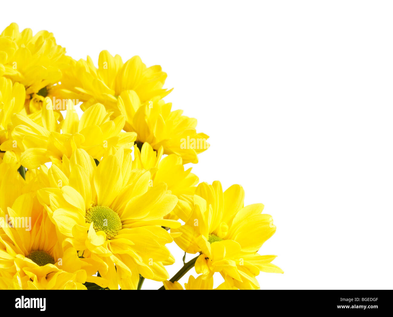 Un mazzetto di giallo crisantemi agianst isolati uno sfondo bianco con spazio di copia Foto Stock
