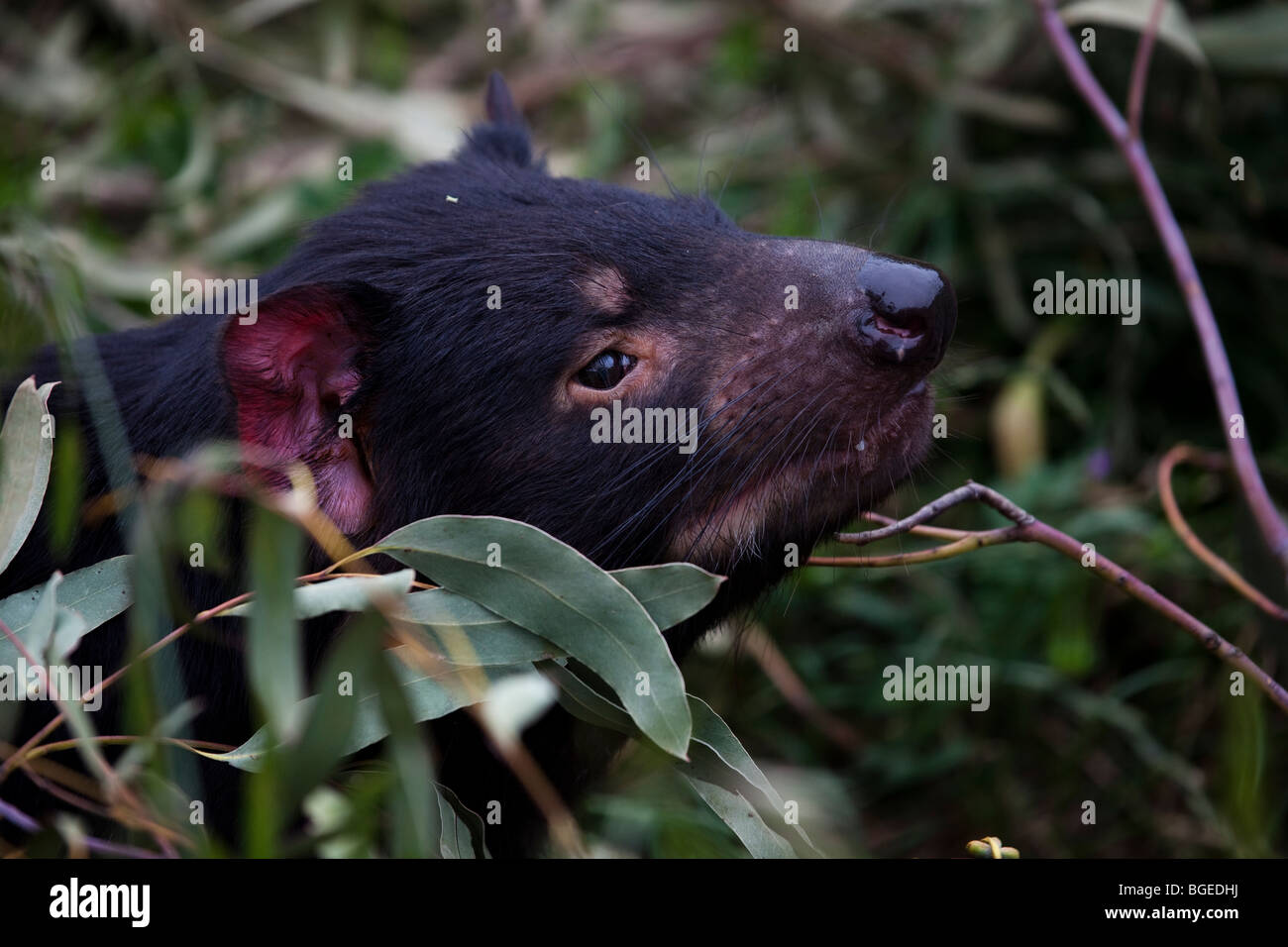 Tango, diavoli della Tasmania alla struttura di contenimento in corrispondenza di Taroona, Hobart, Tasmania Foto Stock