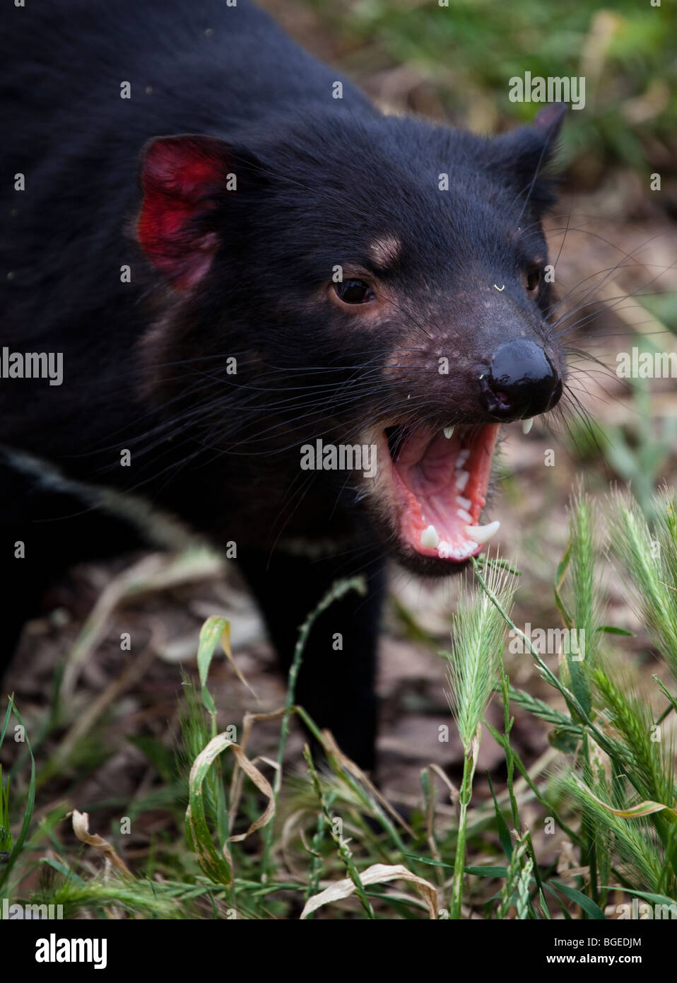 Tango, diavoli della Tasmania alla struttura di contenimento in corrispondenza di Taroona, Hobart, Tasmania Foto Stock