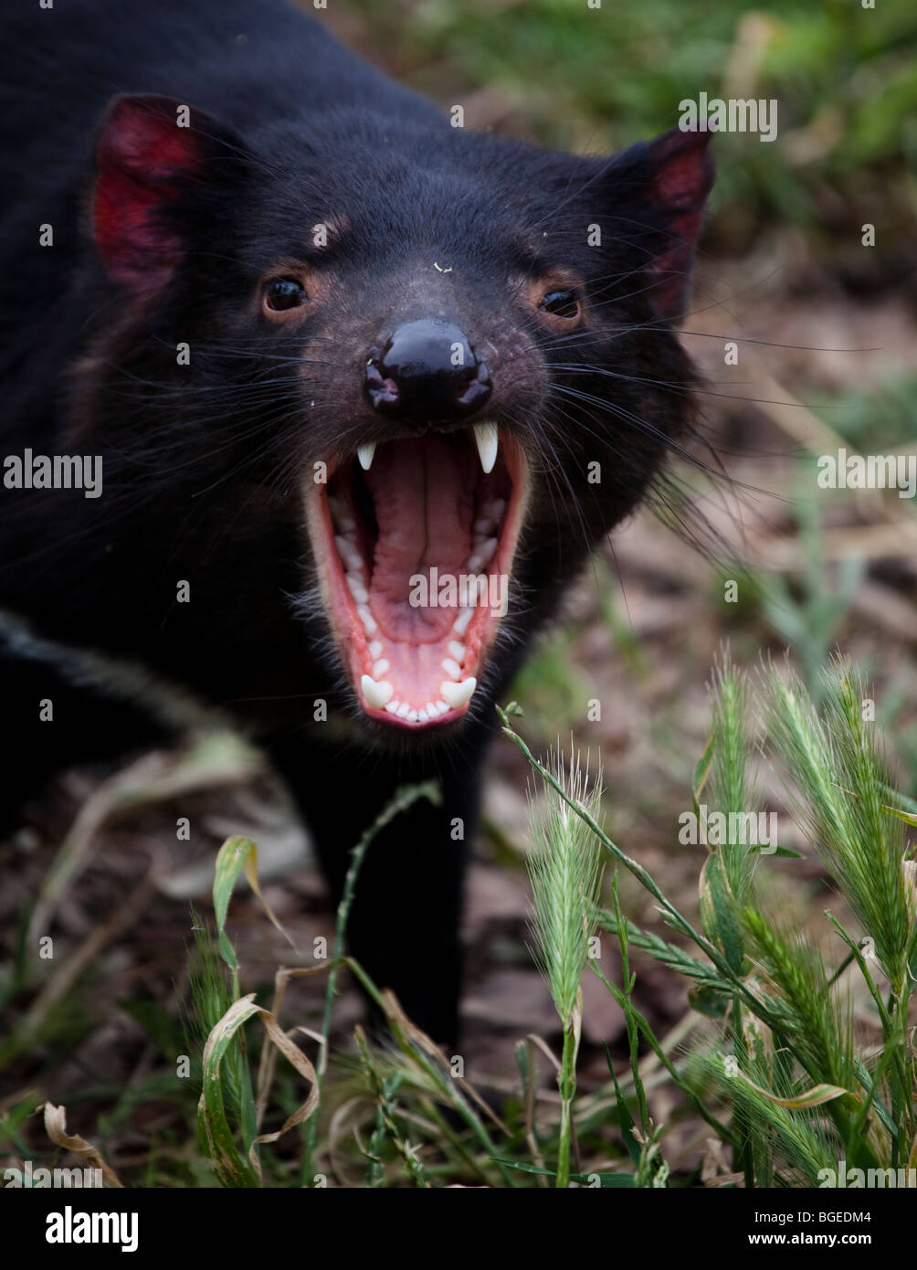 Tango, diavoli della Tasmania alla struttura di contenimento in corrispondenza di Taroona, Hobart, Tasmania Foto Stock