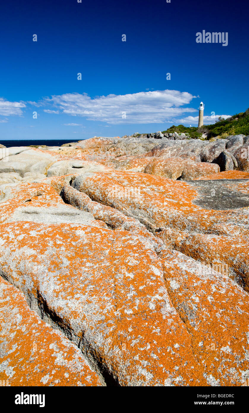 Lichen incrostati di granito a Mount William National Park, la Tasmania, Australia Foto Stock