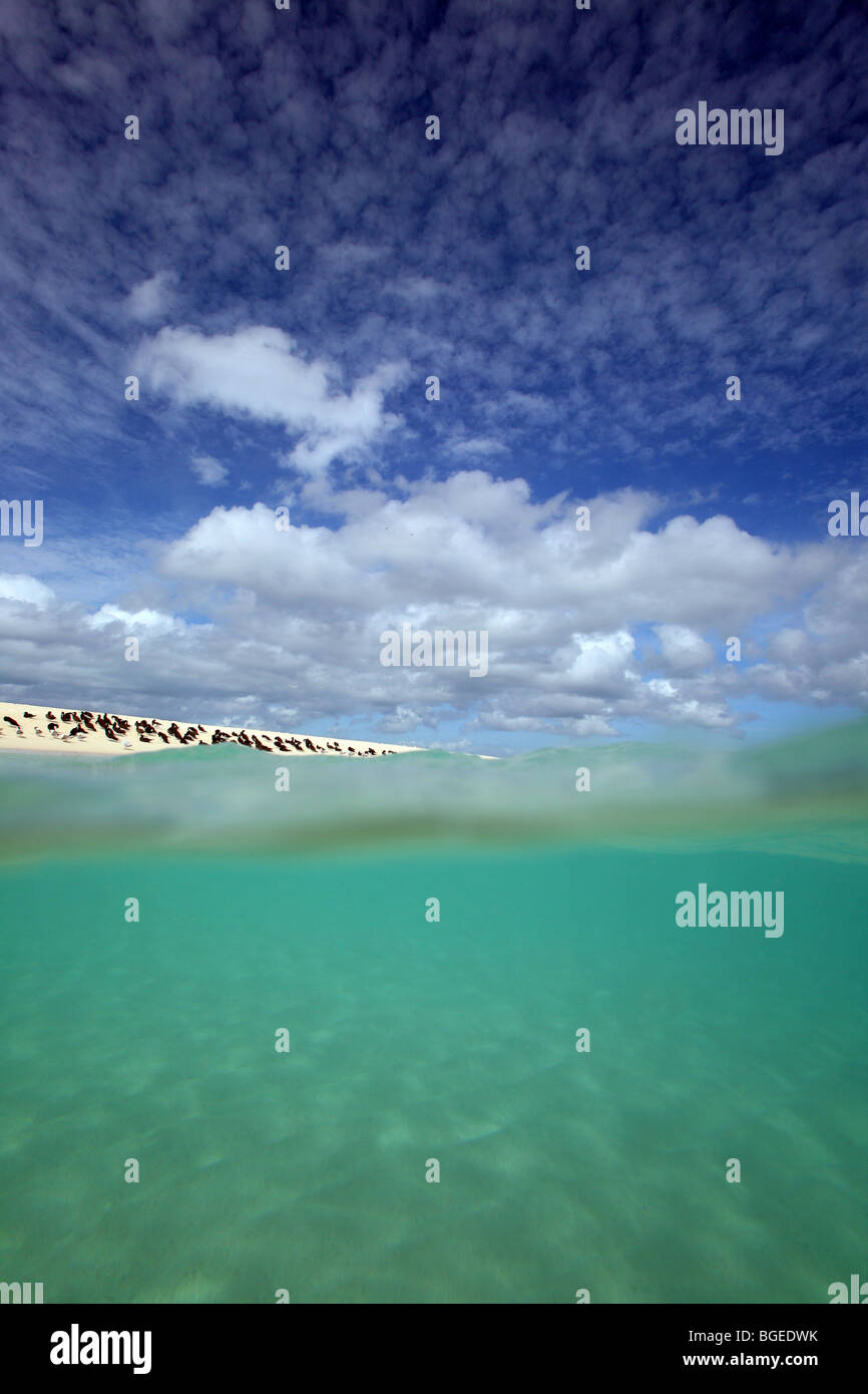 Le acque cristalline della Grande Barriera Corallina. Michaelmas Cay, Cairns, estremo Nord Queensland, Queensland, Australia, Oceania Foto Stock