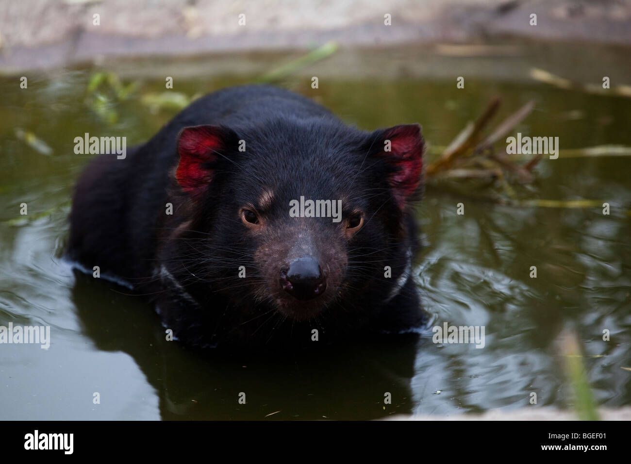 Tango, diavoli della Tasmania alla struttura di contenimento in corrispondenza di Taroona, Hobart, Tasmania Foto Stock