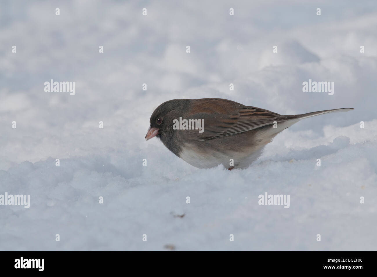 Northern Junco o ardesia-colorato Junco rovistando sul terreno nevoso Foto Stock