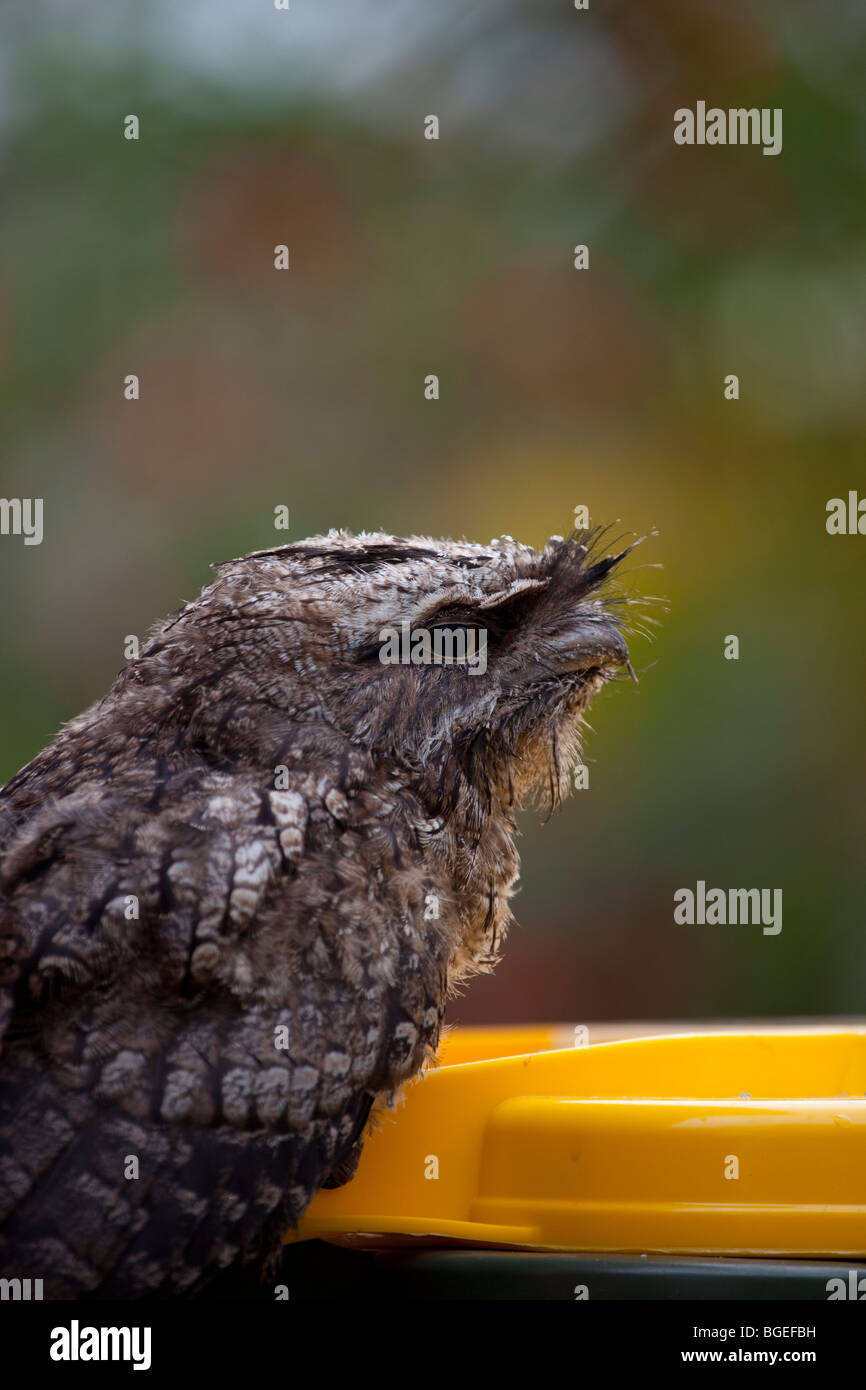 Bruno Frogmouth, arroccato su di un bidone con ruote a Smiths Lago, Nuovo Galles del Sud Foto Stock