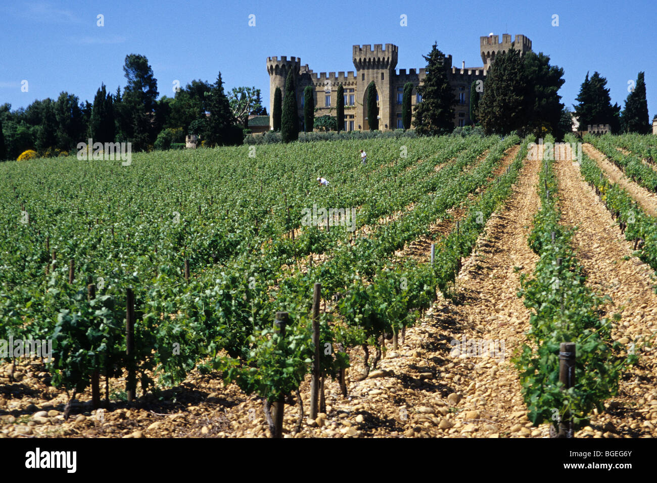 Francia Provenza vigna e chateau in Chateauneuf du Pape regione vicino a Avignon. Foto Stock