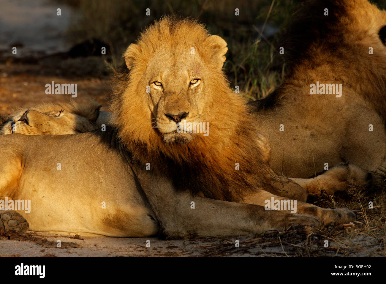 Ritratto di un grande maschio di leone africano (Panthera leo), Kruger National Park, Sud Africa Foto Stock
