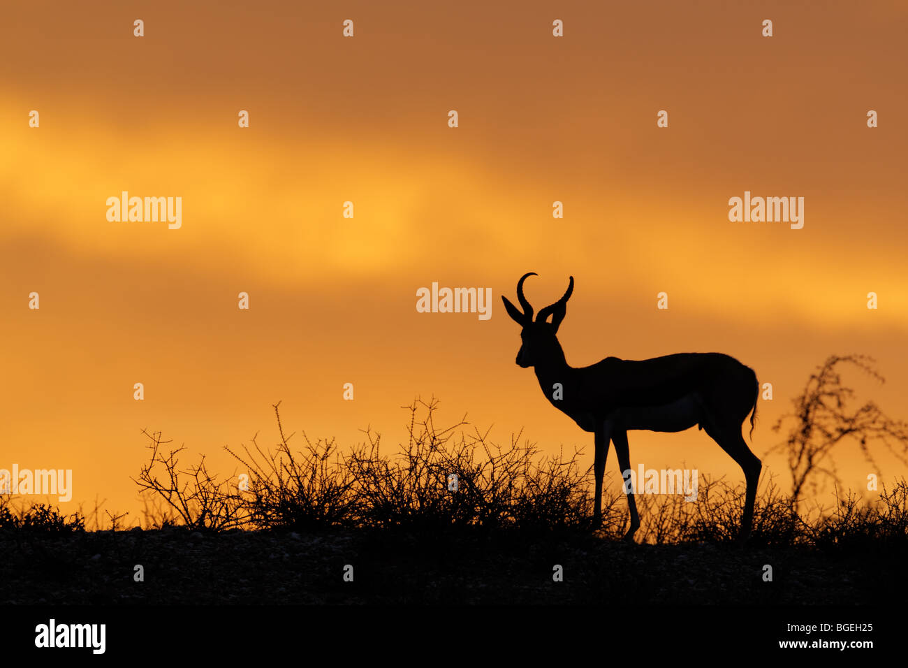 Springbok antilope (Antidorcas marsupialis) stagliano contro un cielo rosso, Kgalagadi Parco transfrontaliero, Sud Africa Foto Stock