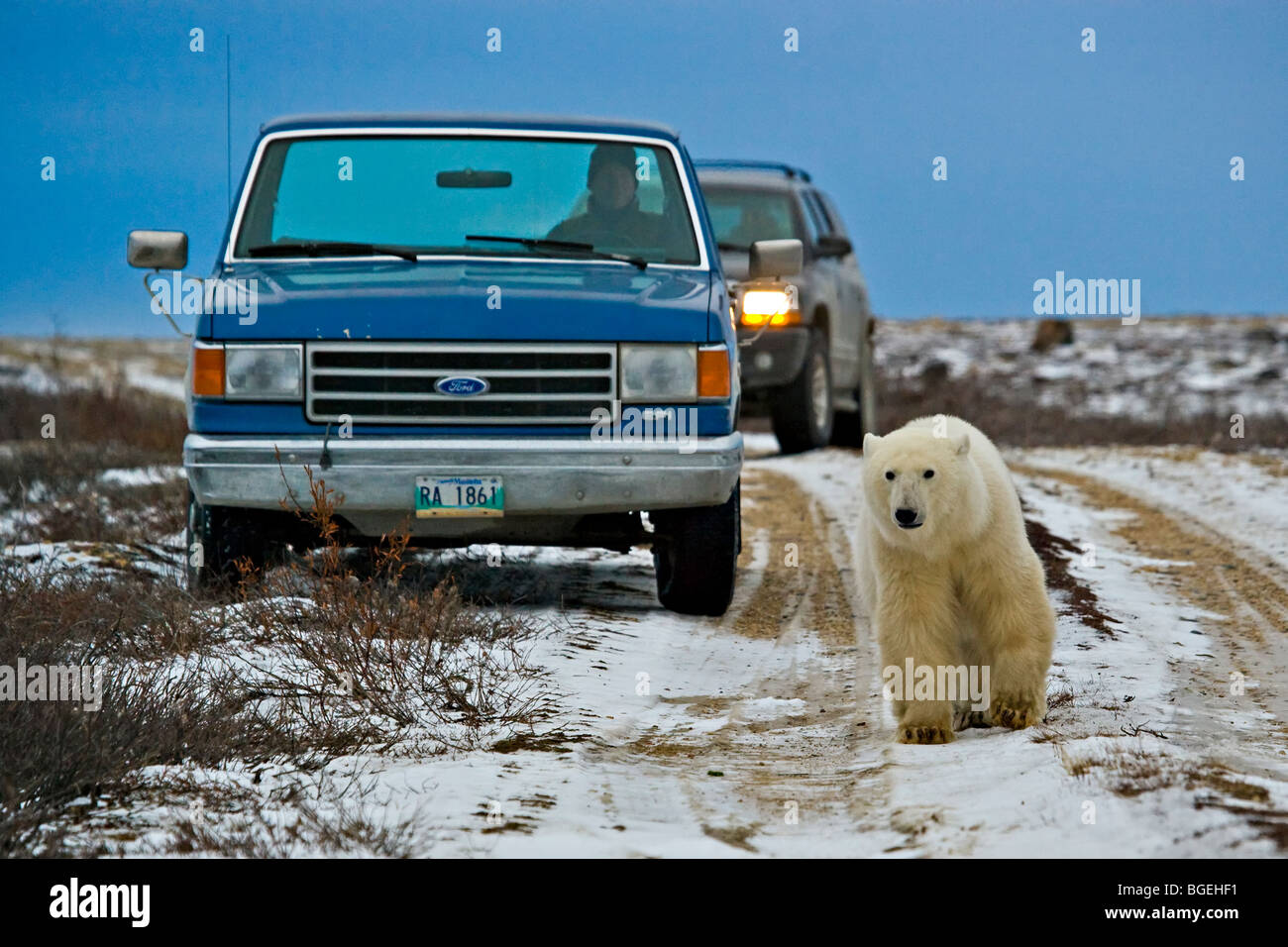 Orso polare, Ursus maritimus, attraversare una strada in The Churchill Wildlife Management Area di fronte a turisti, Baia di Hudson, Churchi Foto Stock