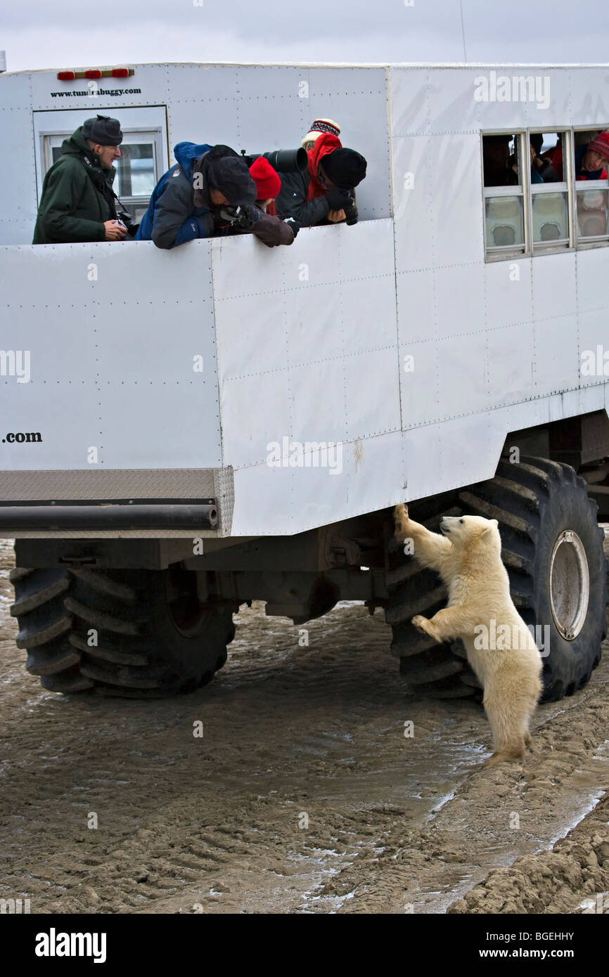 Orso polare, Ursus maritimus, 11 mesi ad esplorare un tundra buggy in The Churchill Wildlife Management Area, Baia di Hudson, Churc Foto Stock