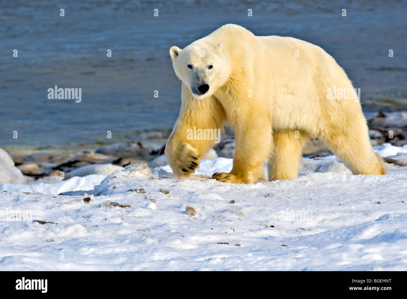 Orso polare, Ursus maritimus, sulle frange ghiacciate della Baia di Hudson, Churchill, Manitoba, Canada. Foto Stock