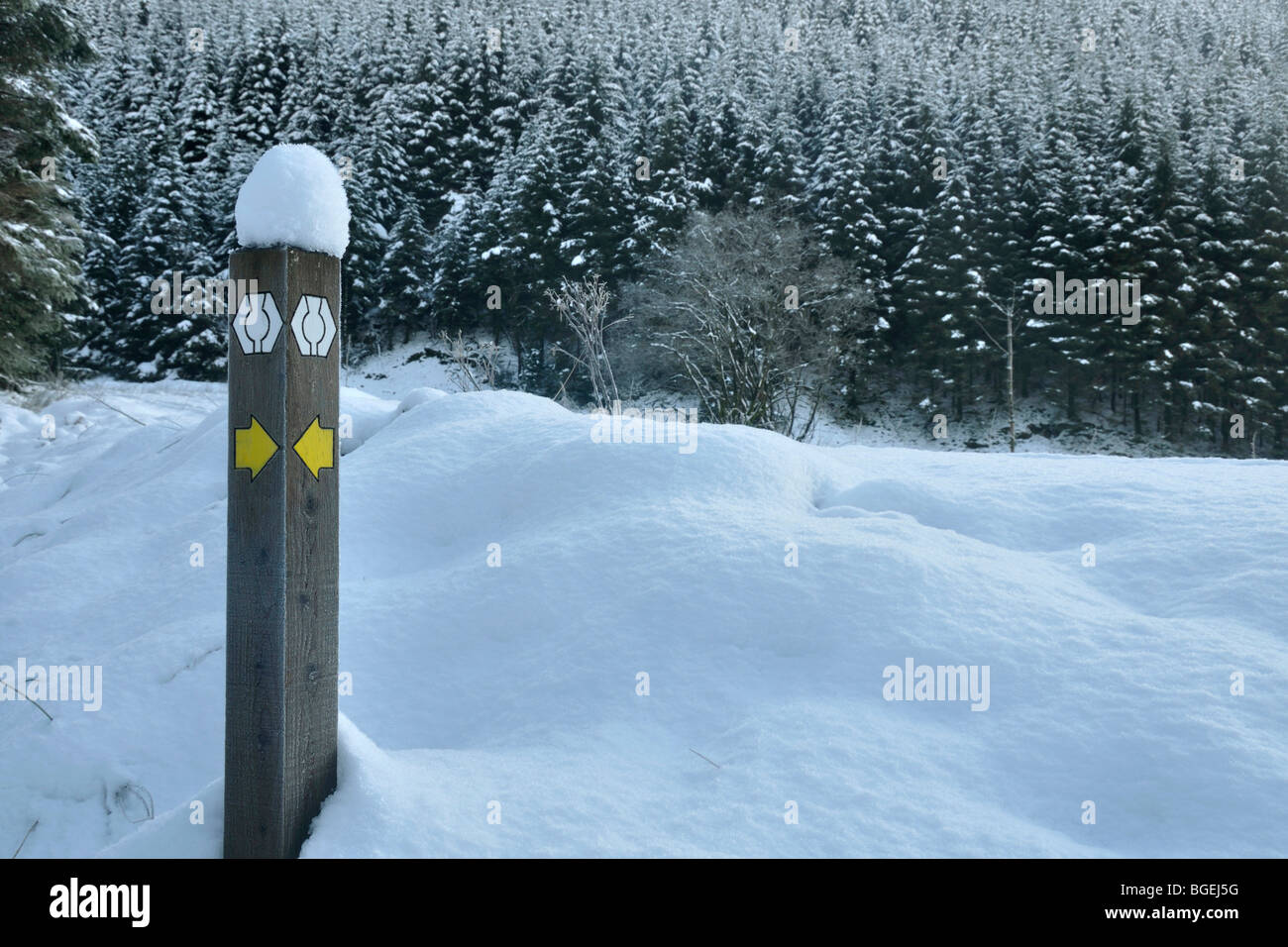 Southern Uplands modo segnavia post nella neve, vicino a Moffat, Scozia Foto Stock